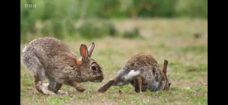 Common rabbit (Oryctolagus cuniculus cuniculus) as shown in Wild Isles - Grasslands